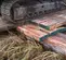 Système d’accès aux terrains humides par platelage en bois EMTEK® à usage intensif